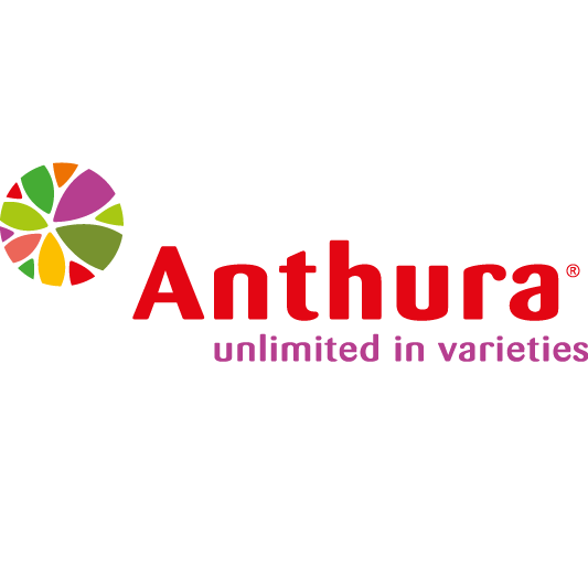 Anthura